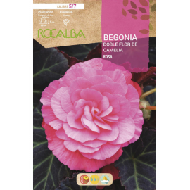 S.BOLBO RO.GAVETA BEGONIA FLOR DE CAMELIA ROSA-BUBD2730