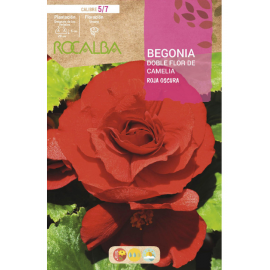 S.BOLBO RO.GAVETA BEGONIA FLOR DE CAMELIA ROJO-BUBD2735
