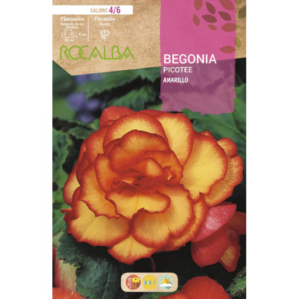S.BOLBO RO.GAVETA BEGONIA PICOTEE AMARELO - BUBE2945