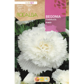 S.BOLBO RO.GAVETA BEGONIA FIMBRIATA BRANCO - BUBF2825