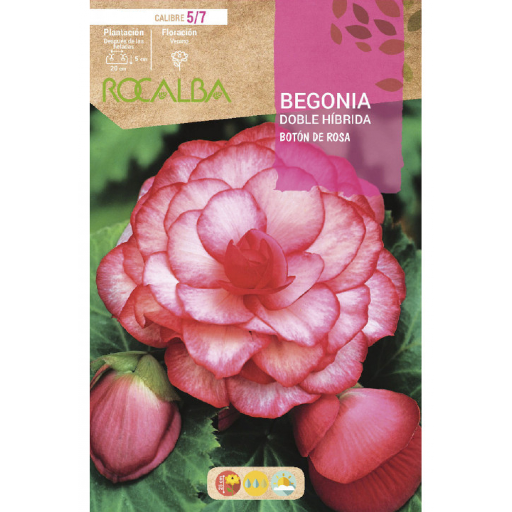 S.BOLBO RO.GAVETA BEGONIA HIBRIDA ROSA - BUBH2910