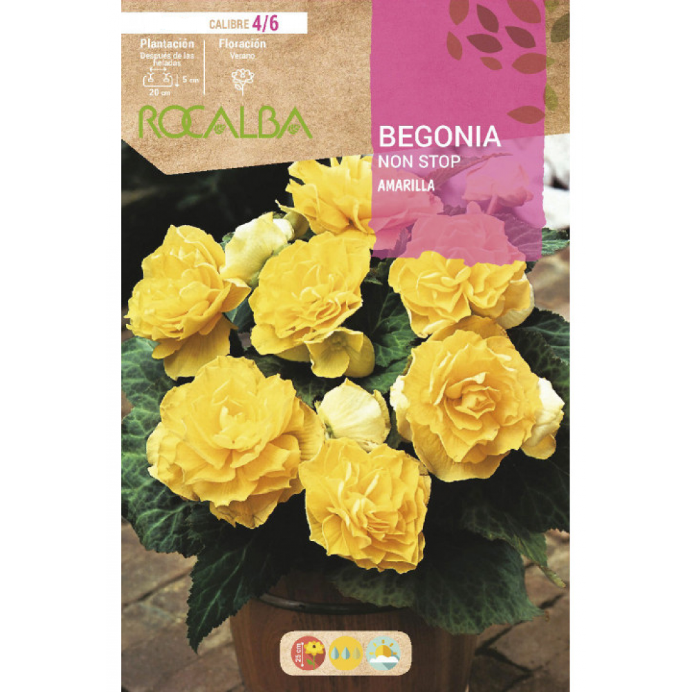 S.BOLBO RO.GAVETA BEGONIA NON STOP AMARELO - BUBN2880