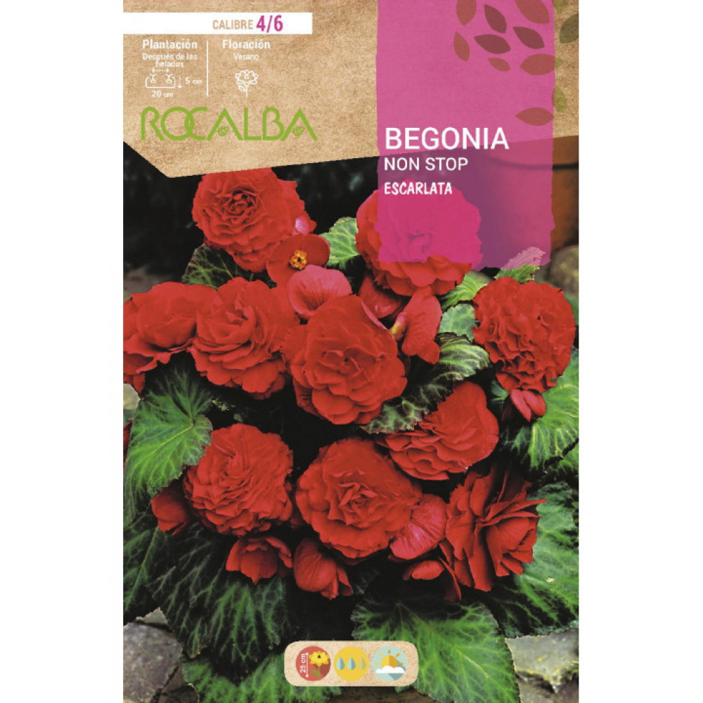 S.BOLBO RO.GAVETA BEGONIA NON STOP ESCARLATA - BUBN2885