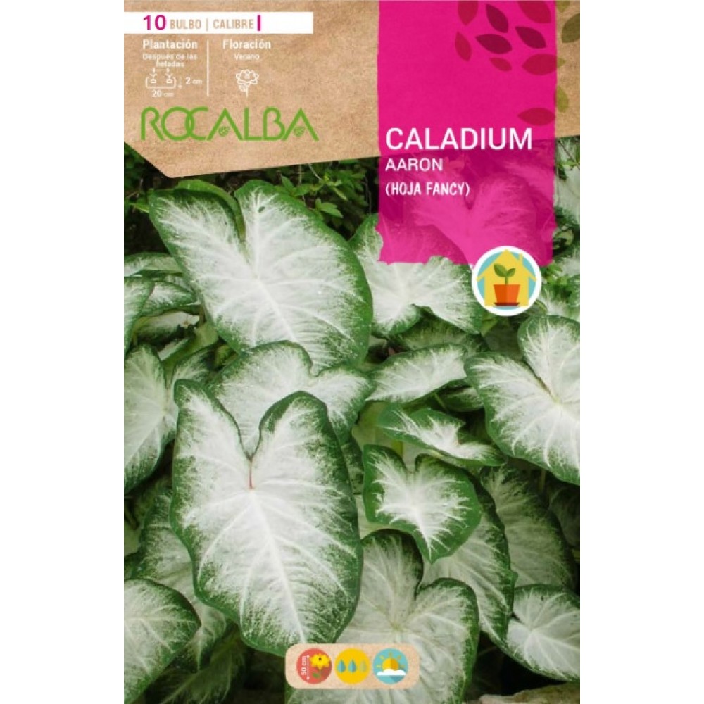 S.BOLBO RO.GAVETA CALADIUM AARON