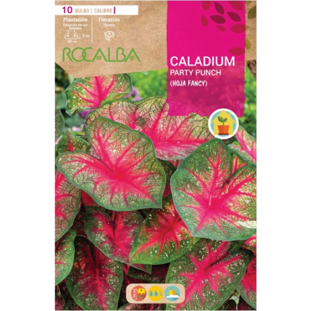 S.BOLBO RO.GAVETA  CALADIUM PARTY PUNCH