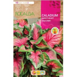 S.BOLBO RO.GAVETA CALADIUM SWEETHEART