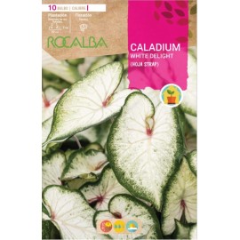 S.BOLBO RO.GAVETA CALADIUM WHITE DELIGHT