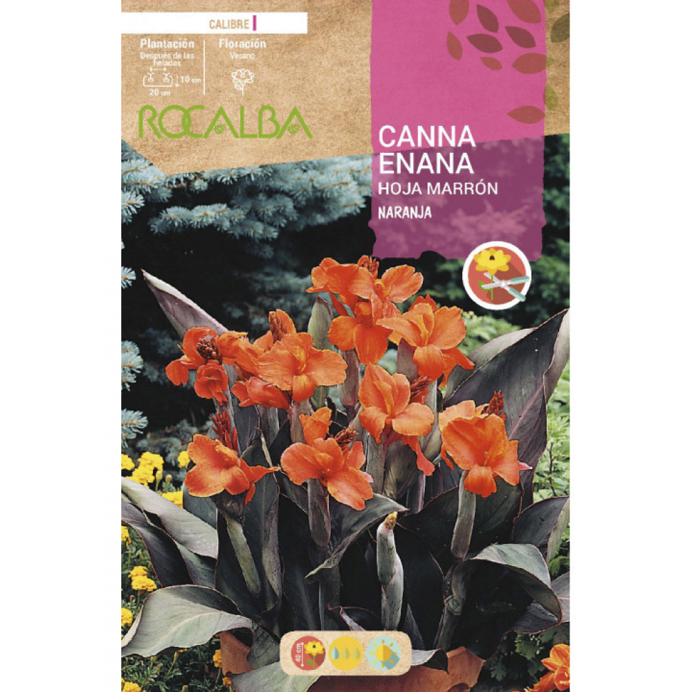 S.BOLBO RO.GAVETA CANAS ENANAS FOLHA CAST-LARAN. BUCE3080