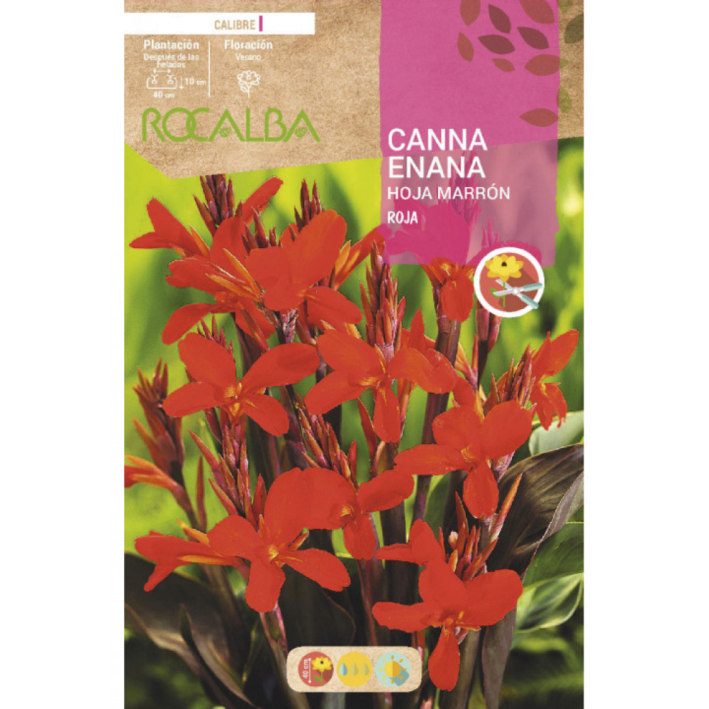 S.BOLBO RO.GAVETA CANAS ENANAS FOLHA CAST- ROJO BUCE3085