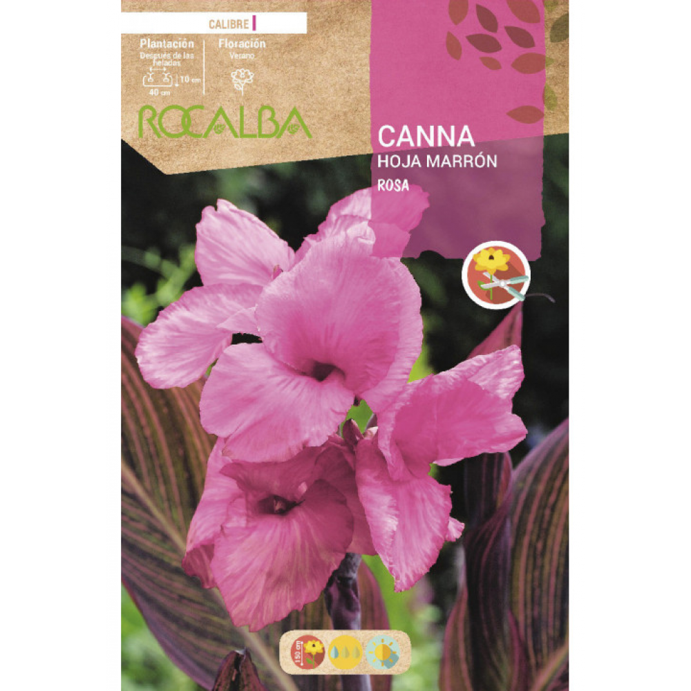 S.BOLBO RO.GAVETA CANAS FOLHA CASTANHA - ROSA BUCM3060