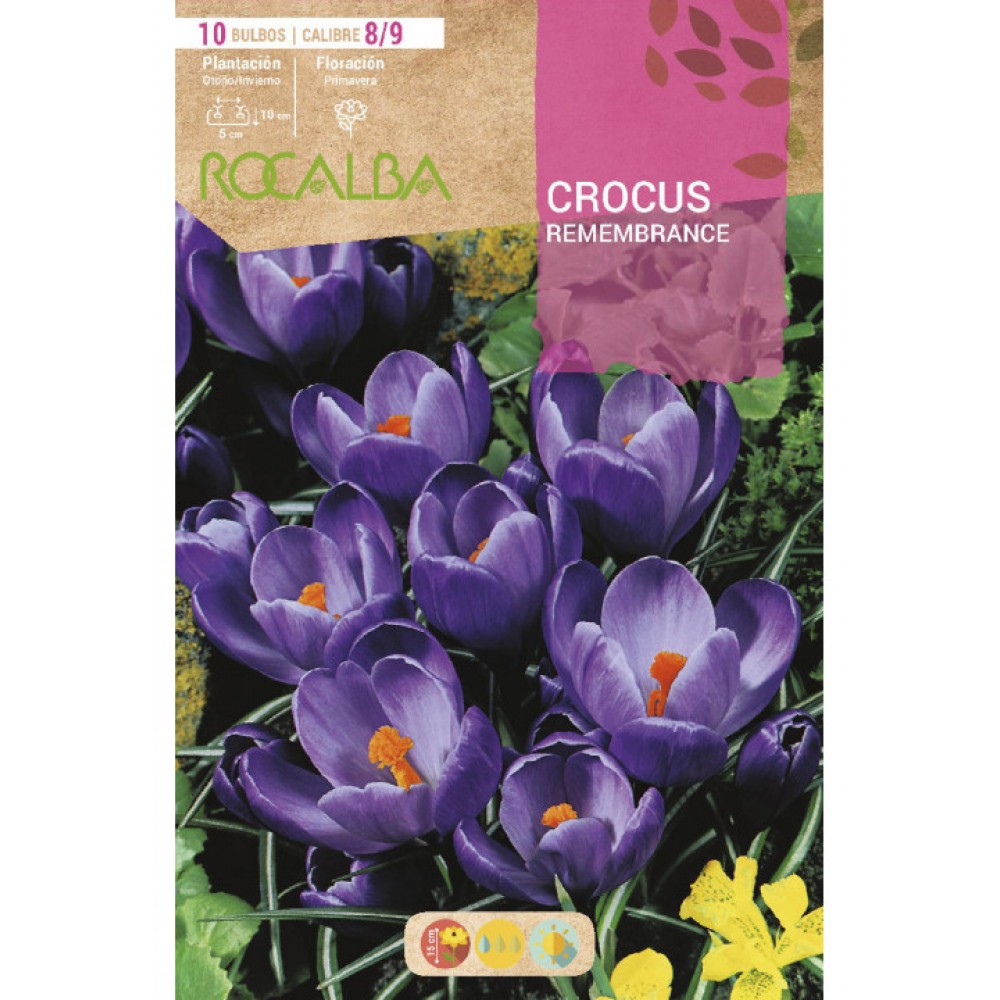 S.BOLBO RO.GAVETA 150 CROCUS REMEMBRANCE -AZUL-BUCR1305