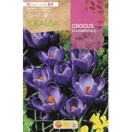 S.BOLBO RO.GAVETA 150 CROCUS REMEMBRANCE -AZUL-BUCR1305