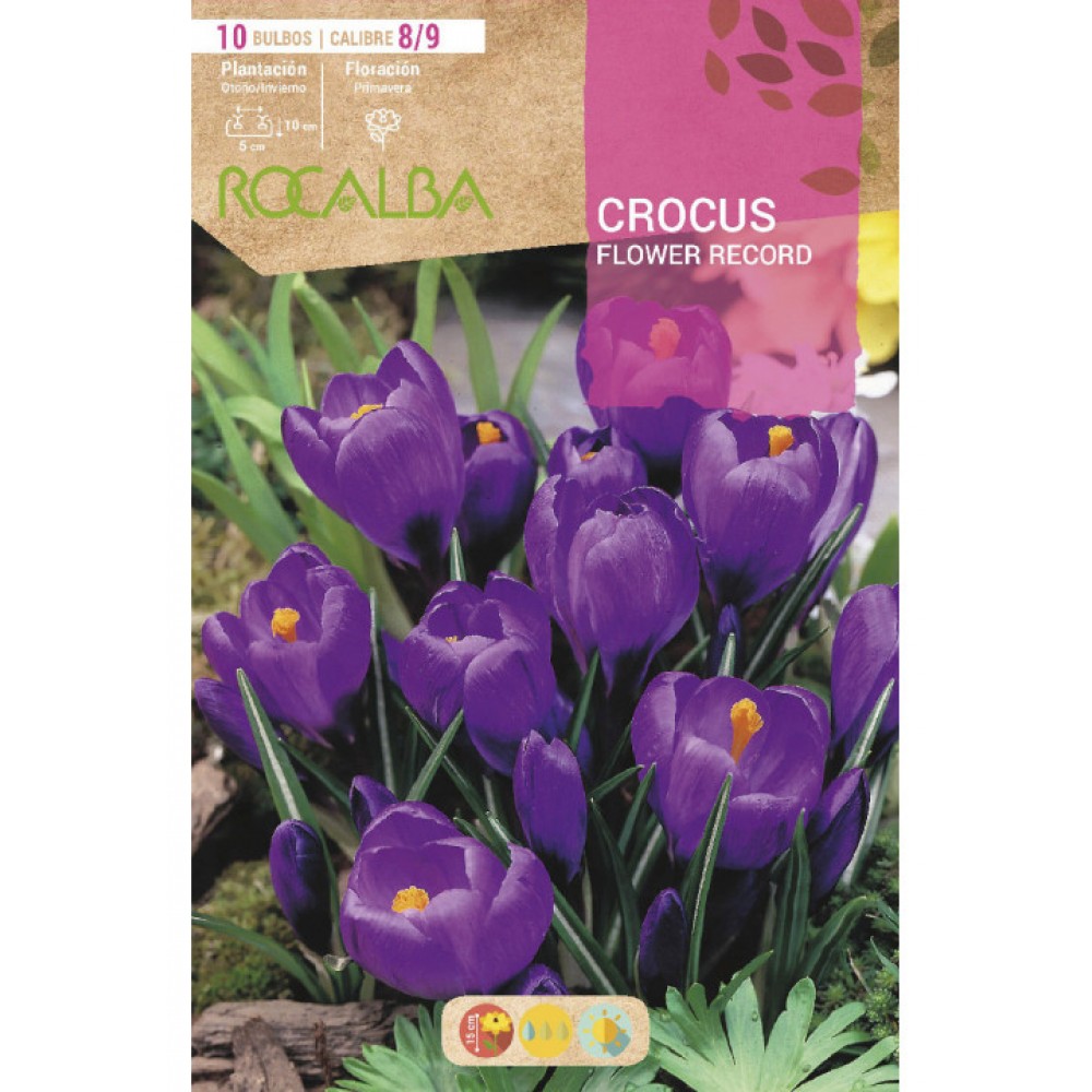 S.BOLBO RO.GAVETA 150 CROCUS FLOWER RECORD PURPURA<br> BUCR1315