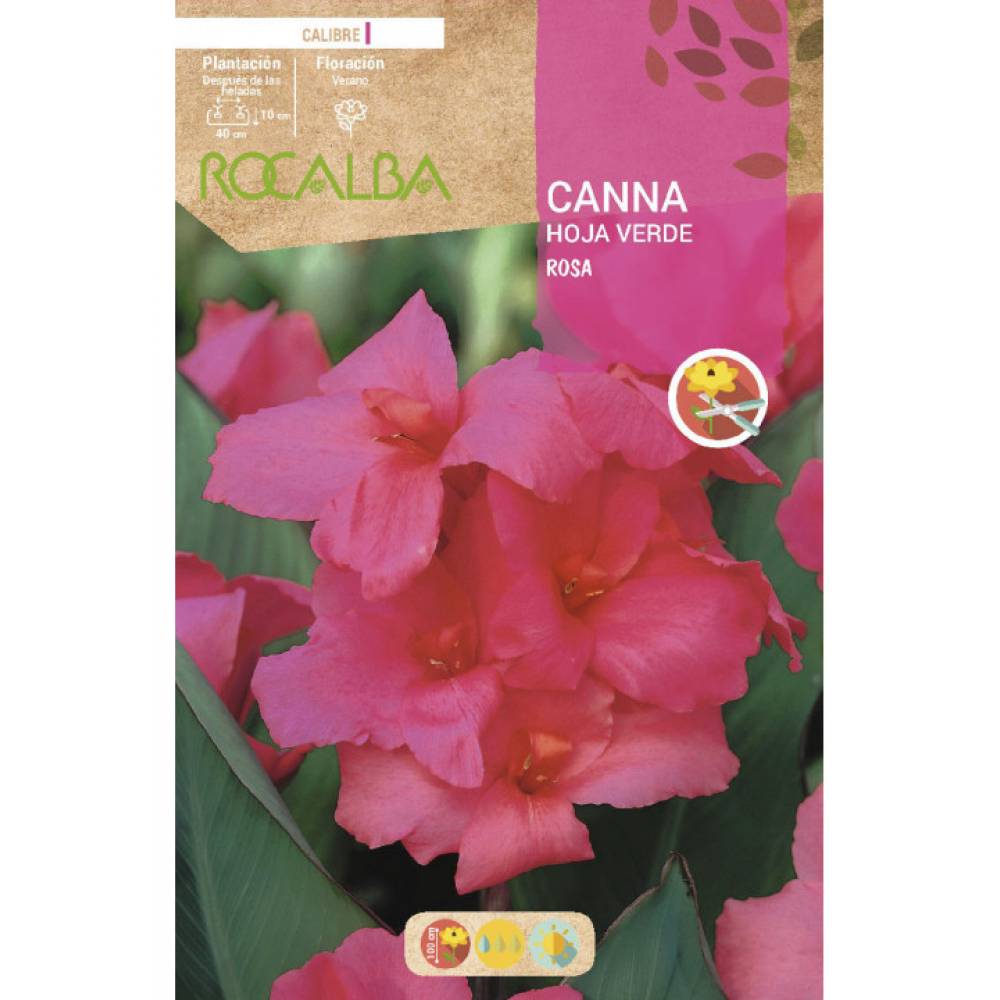 S.BOLBO RO.GAVETA CANAS FOLHA VERDE - ROSA BUCV3030