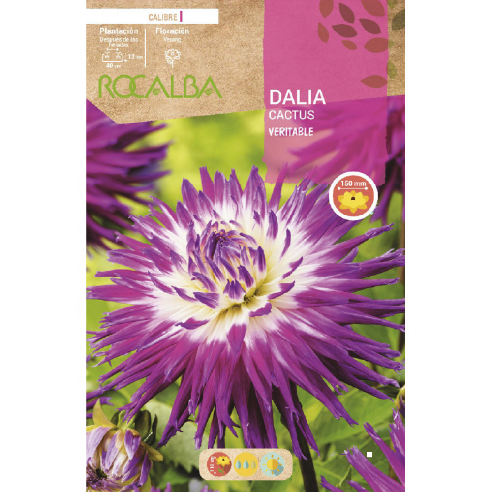 S.BOLBO RO.GAVETA DALIAS CACTUS VERITABLE - BUDC2415