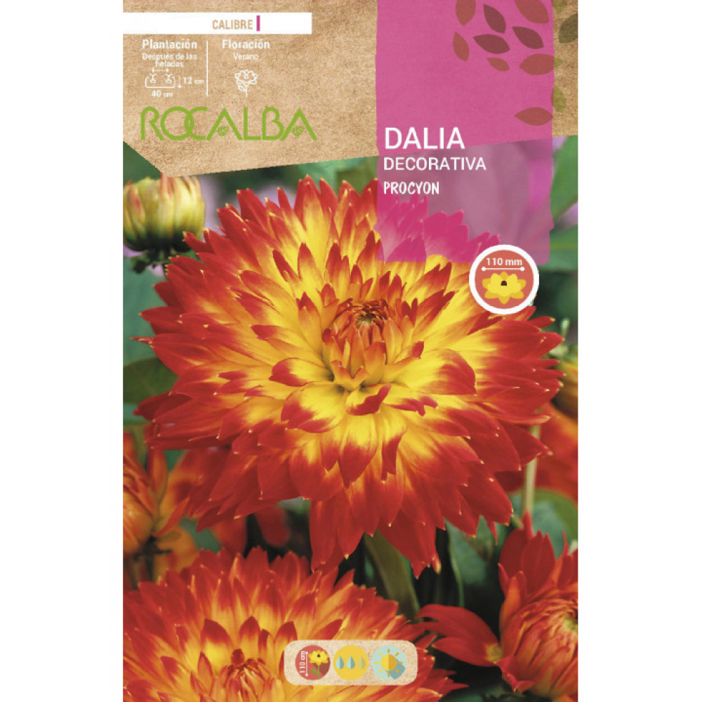S.BOLBO RO.GAVETA DALIAS PROCYON - BUDD2335