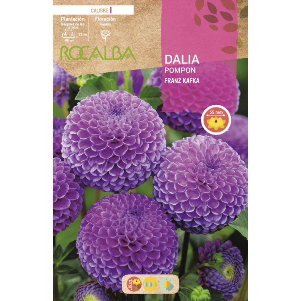 S.BOLBO RO.GAVETA DALIAS POMPON FRANZ KAFKA -BUDP2455