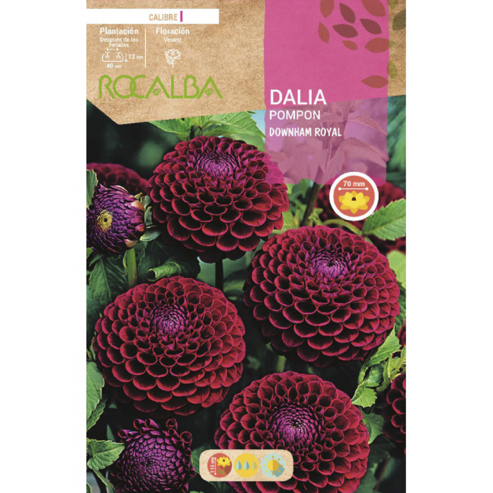 S.BOLBO RO.GAVETA DALIAS POMPON DOWNHAM ROYAL -BUDP2485