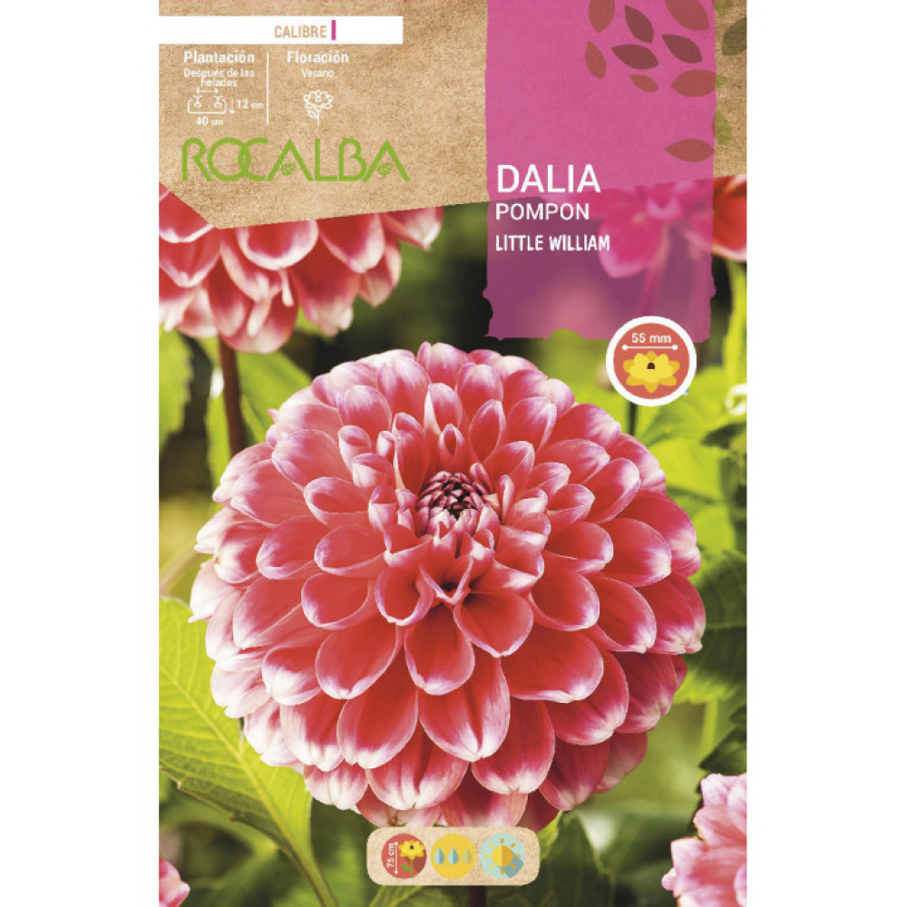 S.BOLBO RO.GAVETA DALIAS POMPON LITTLE WILLIAM - BUDP2490