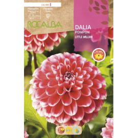 S.BOLBO RO.GAVETA DALIAS POMPON LITTLE WILLIAM - BUDP2490