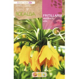 S.BOLBO RO.GAVETA 10  FRITILLARIAS IMPERIALIS LUTEA AMARELO-BUFT1565<br>