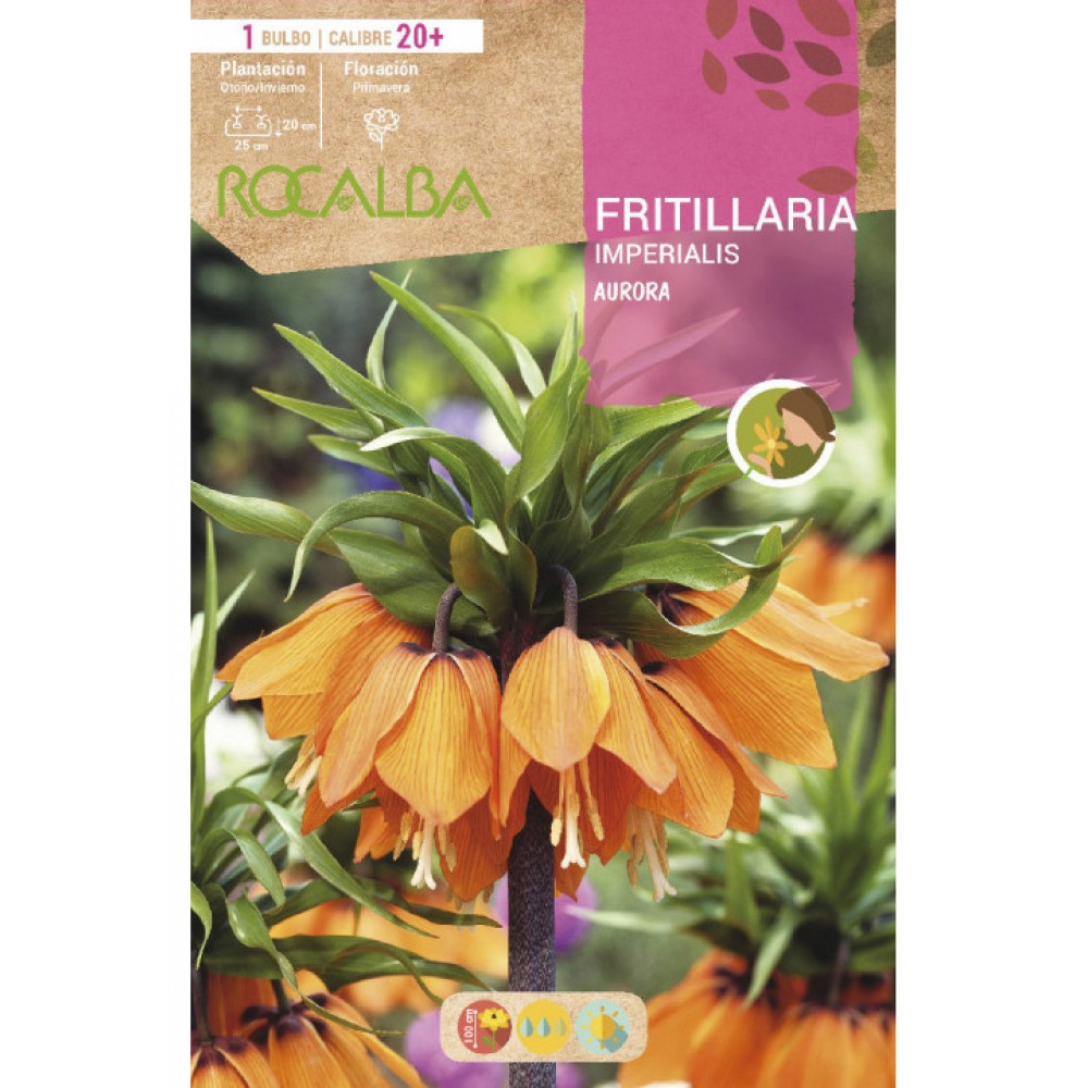S.BOLBO RO.GAVETA 10  FRITILLARIAS IMPERIALIS AURORA -LARANJA-BUFT1570<br>