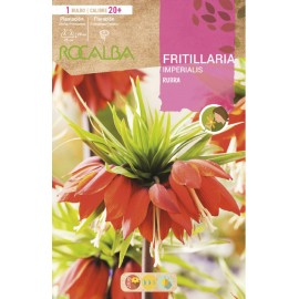 S.BOLBO RO.GAVETA 10  FRITILLARIAS IMPERIALIS RUBRA-BUFT1575<br>