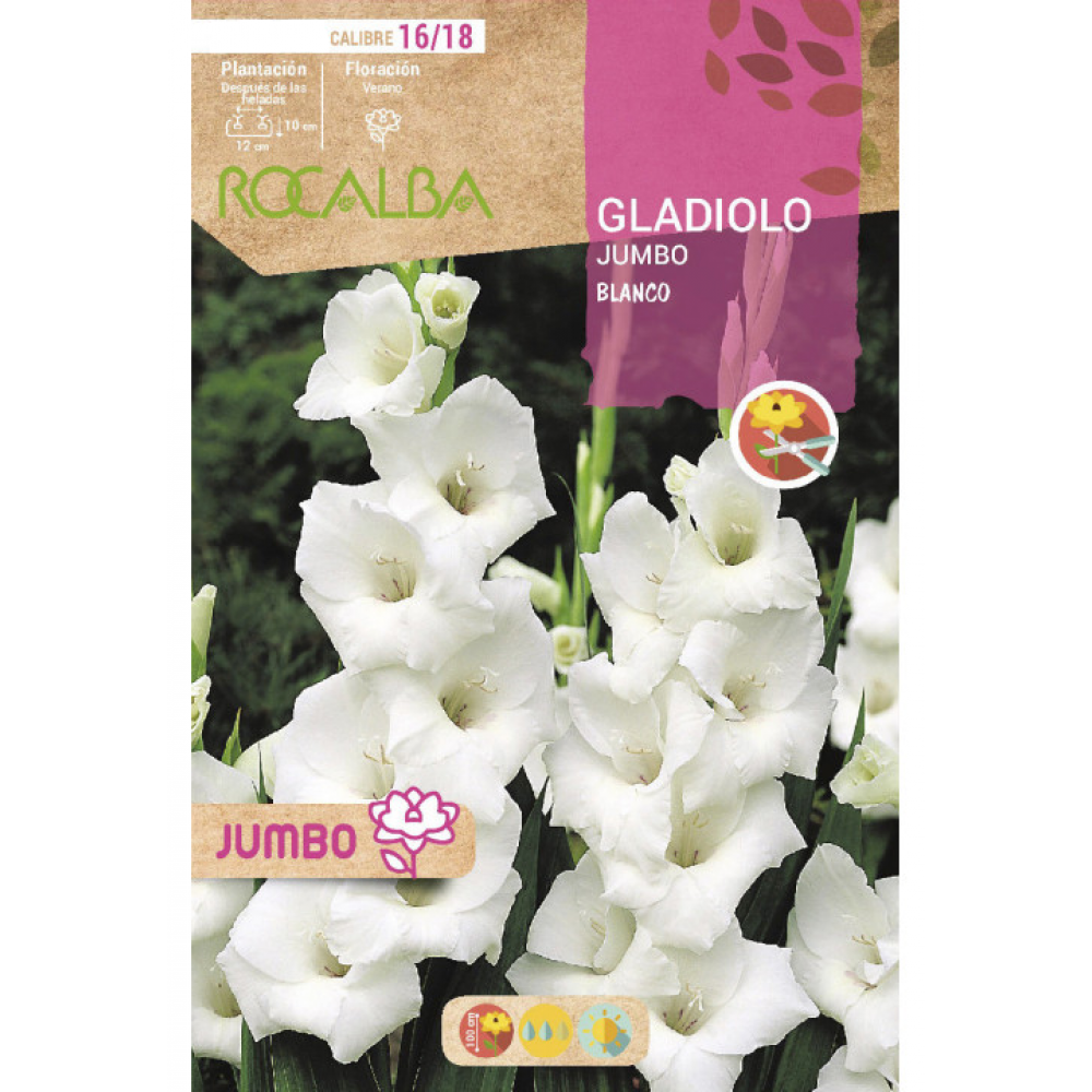 S.BOLBO RO.GAVETA GALADIOLO JUMBO BRANCO -BUGJ2210