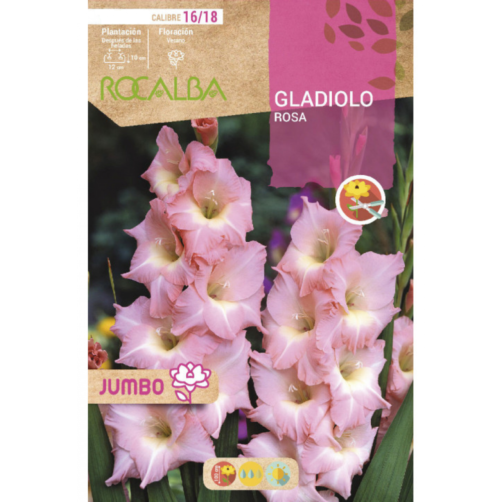 S.BOLBO RO.GAVETA GALADIOLO JUMBO ROSA -BUGJ2215