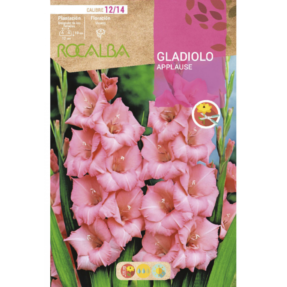 S.BOLBO RO.GAVETA GALADIOLO APPLAUSE ROSA -BUGL2015