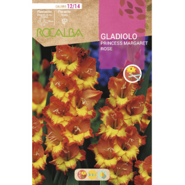 S.BOLBO RO.GAVETA GALADIOLO PRINCESS MARGARET ROSE - BUGL2040