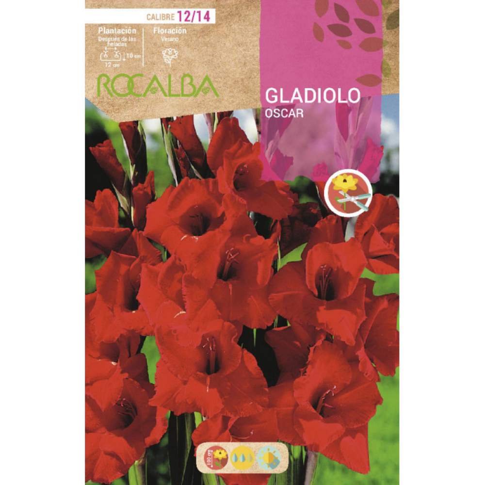 S.BOLBO RO.GAVETA GALADIOLO OSCAR ROJO ESCURO - BUGL2045