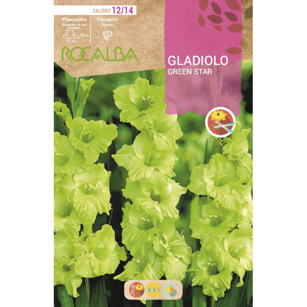 S.BOLBO RO.GAVETA GALADIOLO GREEN STAR - BUGL2055
