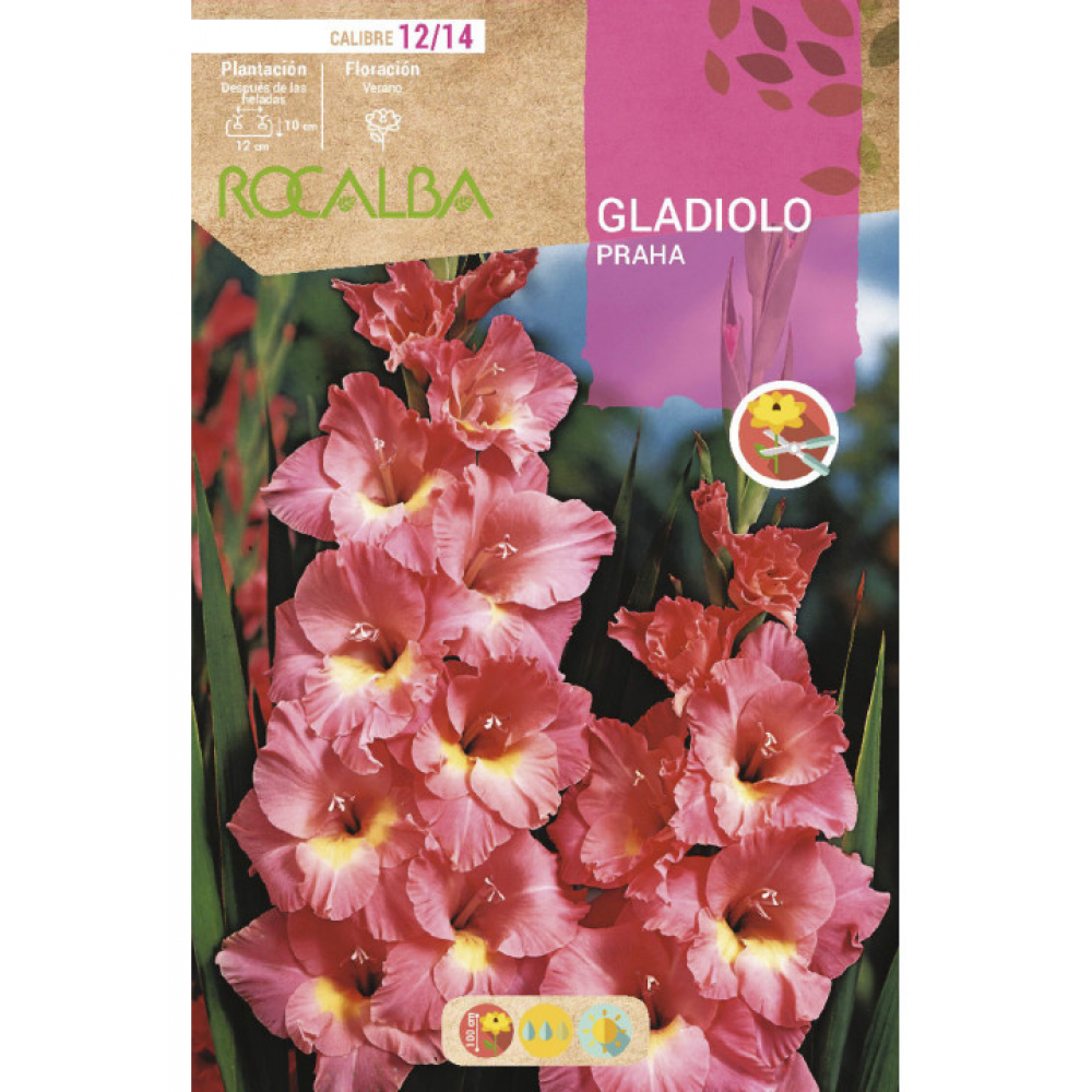 S.BOLBO RO.GAVETA GALADIOLO PRAHA SALMAO - BUGL2060