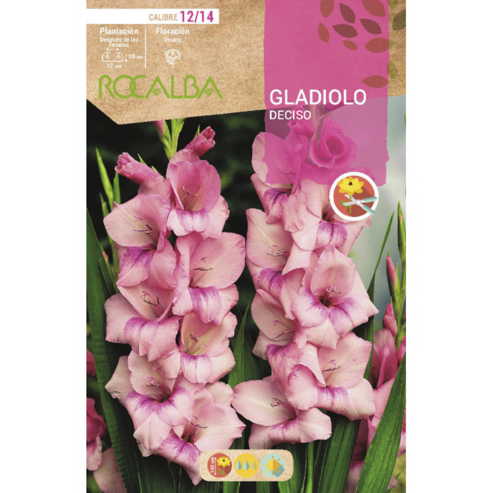 S.BOLBO RO.GAVETA GALADIOLO DECISO ROSA - BUGL2070