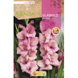 S.BOLBO RO.GAVETA GALADIOLO DECISO ROSA - BUGL2070