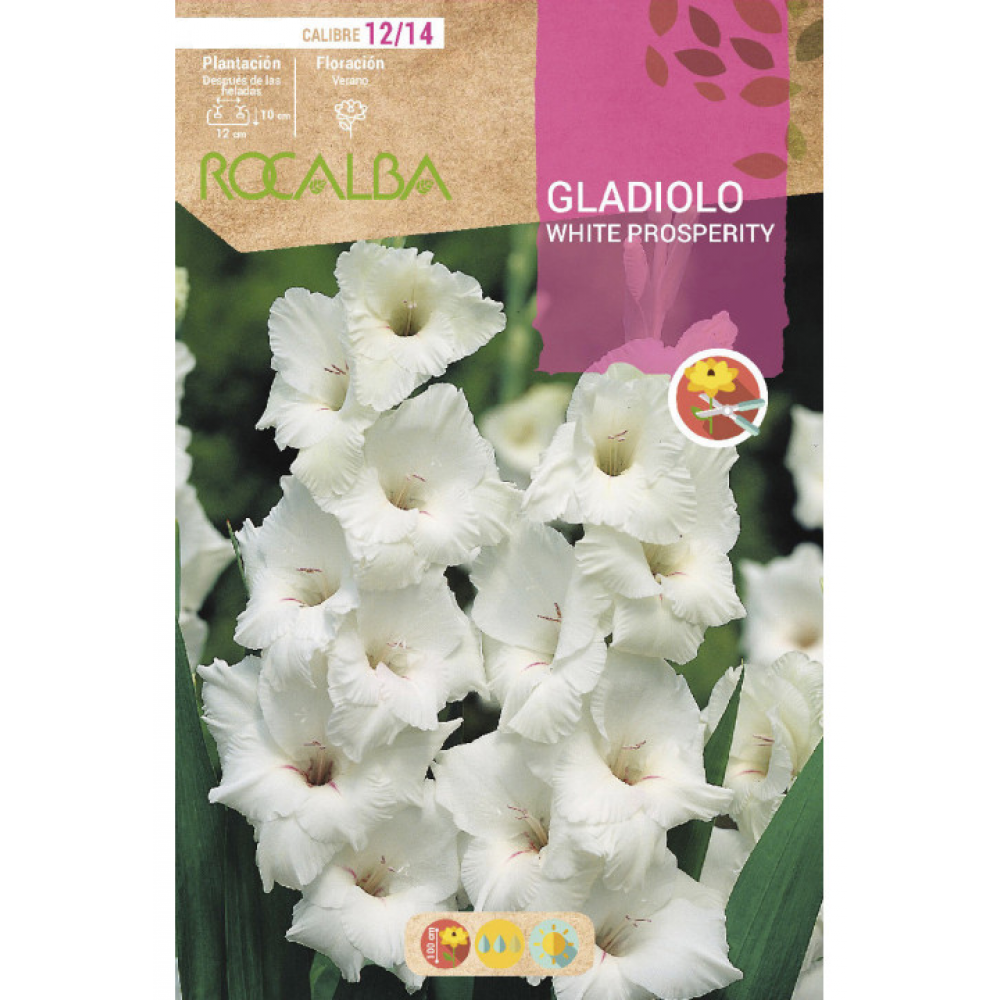 S.BOLBO RO.GAVETA GALADIOLO WHITE PROSPERITY - BUGL2075