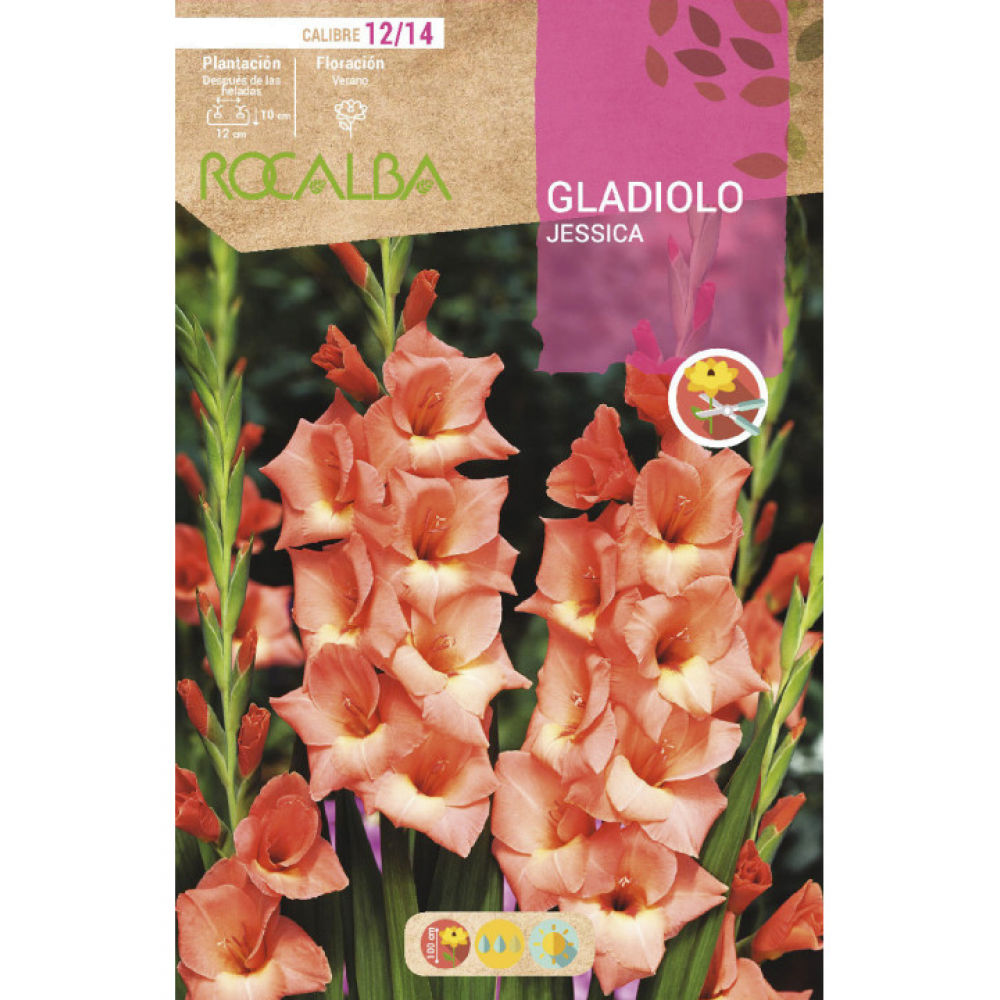 S.BOLBO RO.GAVETA GALADIOLO JESSICA -BUGL2080