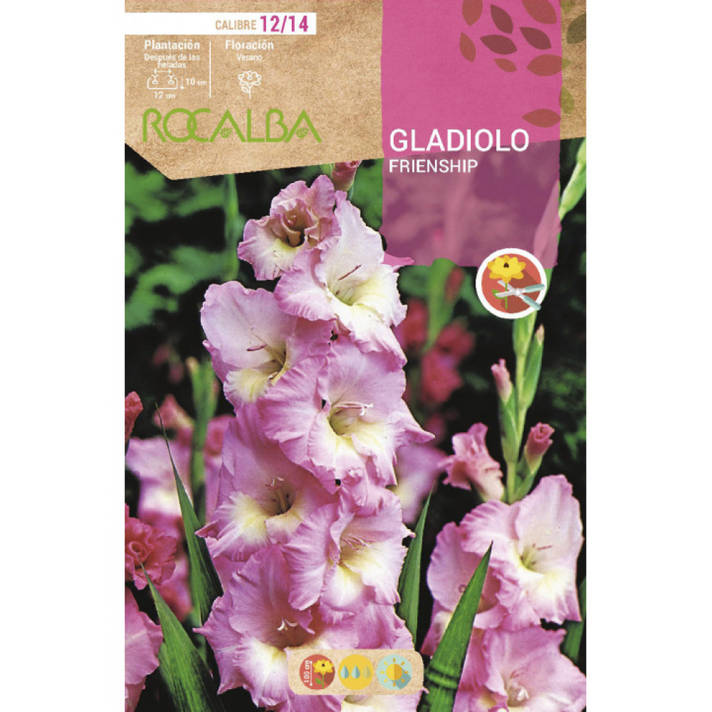 S.BOLBO RO.GAVETA GALADIOLO FRIENDSHIP ROSA - BUGL2095