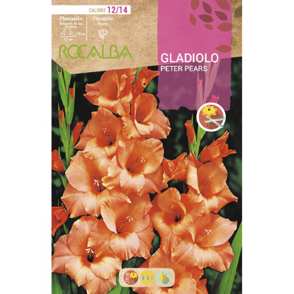 S.BOLBO RO.GAVETA GALADIOLO PETER PEARS - BUGL2110
