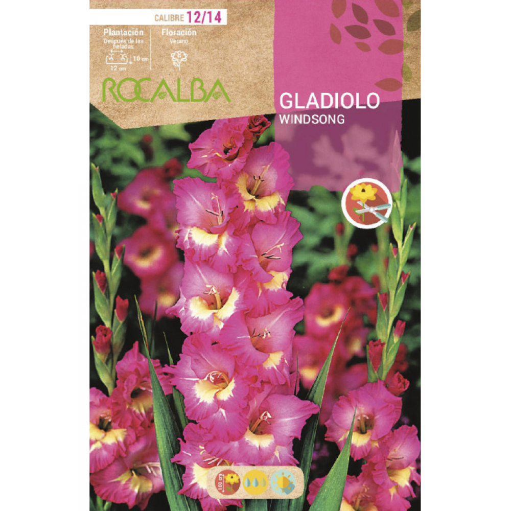 S.BOLBO RO.GAVETA GALADIOLO WINDSONG ROSA - BUGL2115