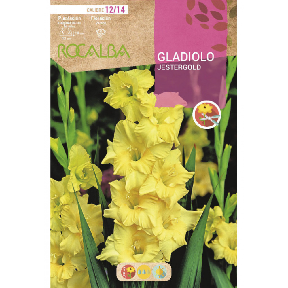 S.BOLBO RO.GAVETA GALADIOLO JESTERGOLD - BUGL2120