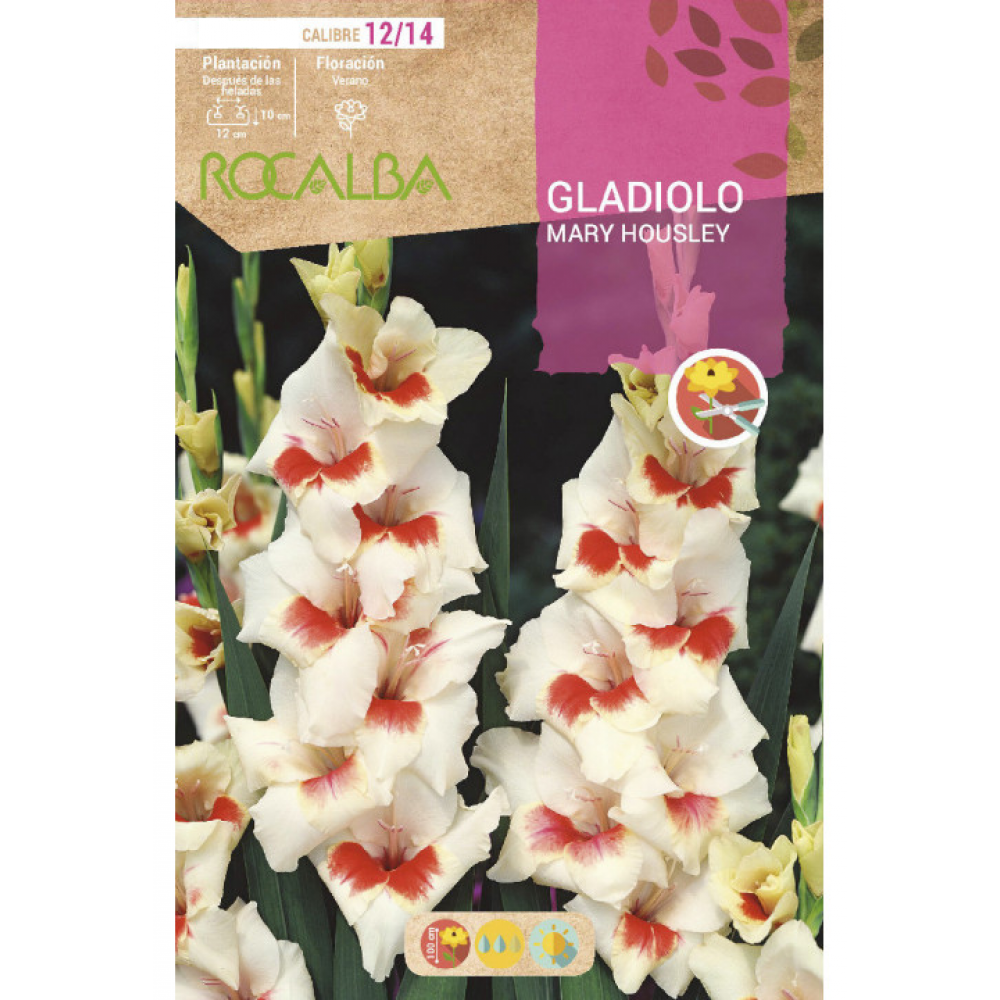 S.BOLBO RO.GAVETA GALADIOLO MARY HOUSLEY - BUGL2130