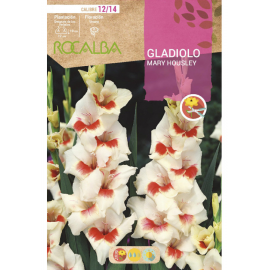 S.BOLBO RO.GAVETA GALADIOLO MARY HOUSLEY - BUGL2130
