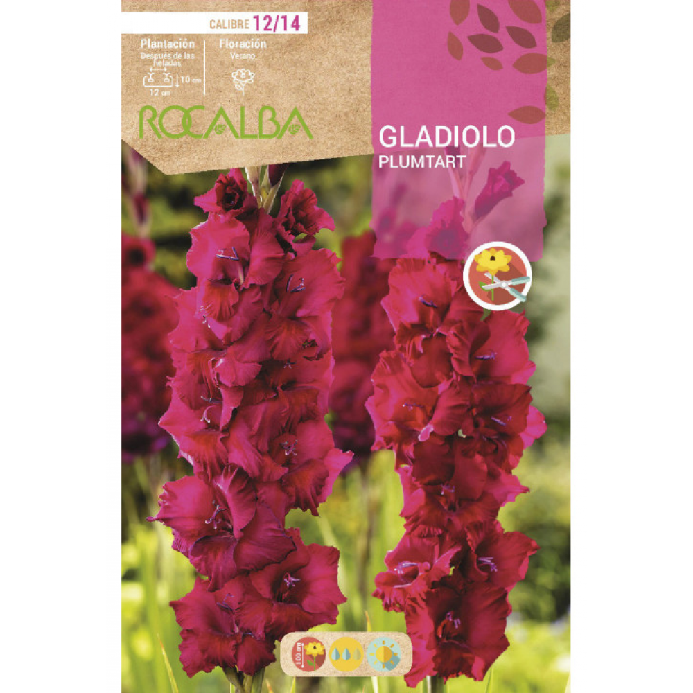 S.BOLBO RO.GAVETA GALADIOLO PLUMTART - BUGL2135
