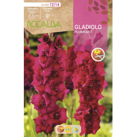 S.BOLBO RO.GAVETA GALADIOLO PLUMTART - BUGL2135