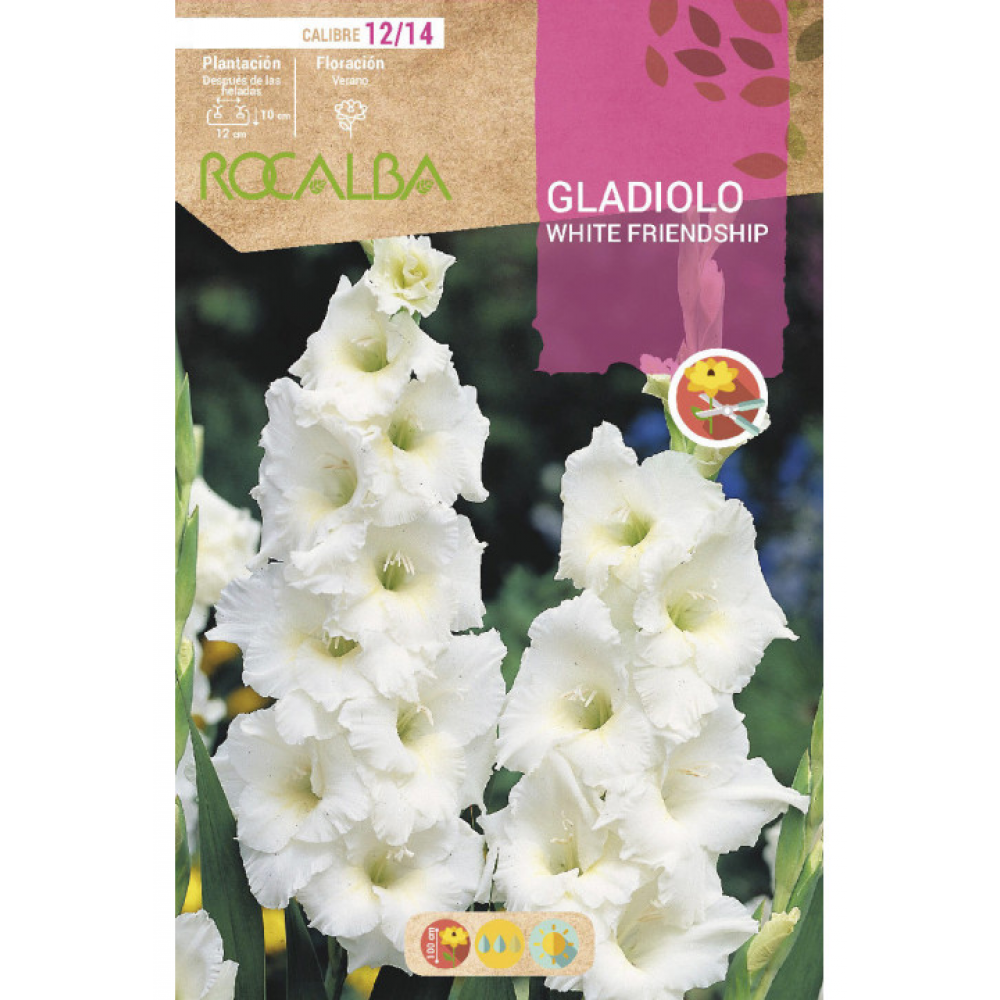 S.BOLBO RO.GAVETA GALADIOLO WHITE FRIENDSHIP - BUGL2150