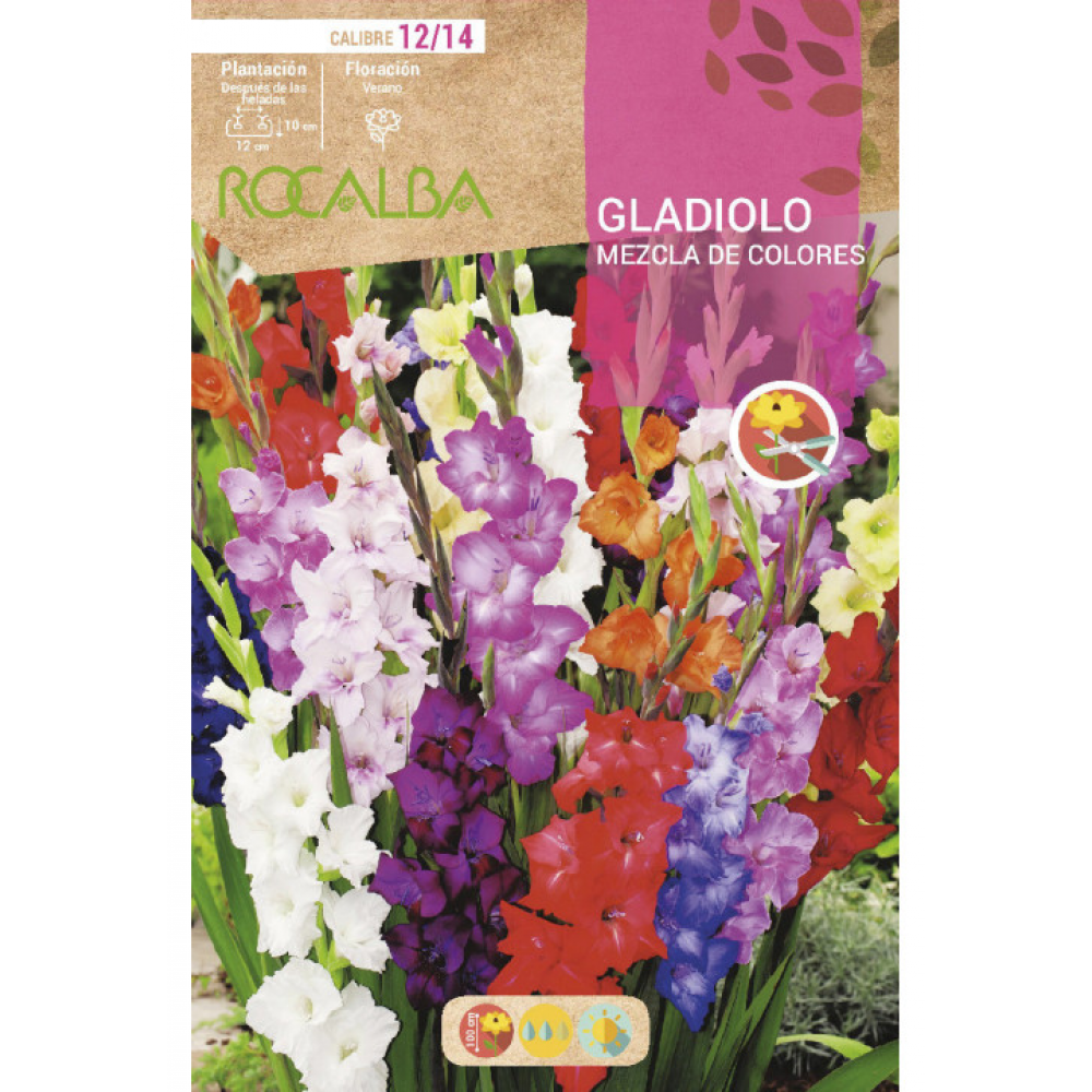 S.BOLBO RO.GAVETA GALADIOLO MISTURA -BUGL2160