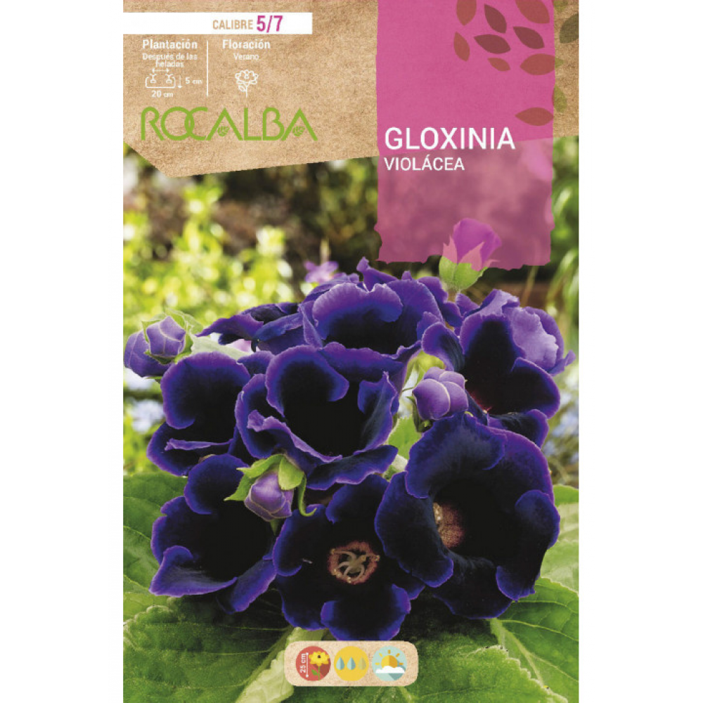 S.BOLBO RO.GAVETA GLOXINIAS VIOLETA - BUGX2965