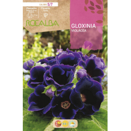 S.BOLBO RO.GAVETA GLOXINIAS VIOLETA - BUGX2965